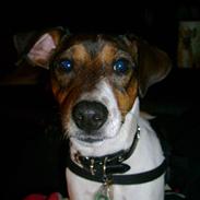 Jack russell terrier Jackie