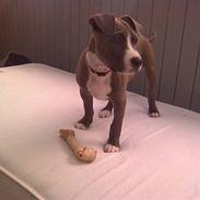 Amerikansk staffordshire terrier Chiva