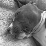 Amerikansk staffordshire terrier Chiva