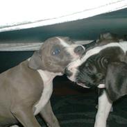 Amerikansk staffordshire terrier Chiva