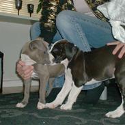 Amerikansk staffordshire terrier Chiva