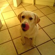 Labrador retriever micki