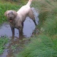 Labrador retriever micki
