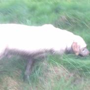 Labrador retriever micki