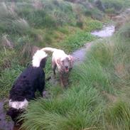 Labrador retriever micki
