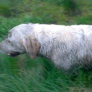 Labrador retriever micki