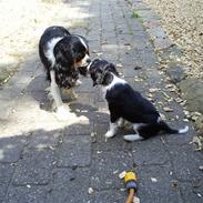 Cavalier king charles spaniel Jimi (Hendrix)