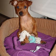 Dvaergpinscher Bufas