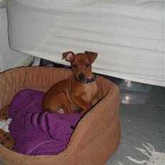 Dvaergpinscher Bufas