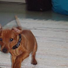 Dvaergpinscher Bufas