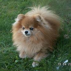 Pomeranian Chano
