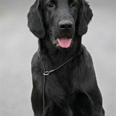 Flat coated retriever Bailey
