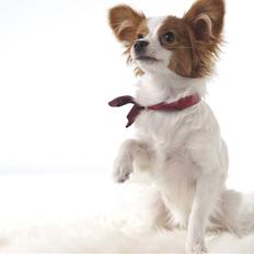 Papillon Avalee aka Ene Herskeren
