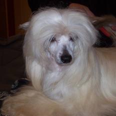 Chinese crested powder puff Caprioso Hong-Pai