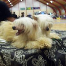 Chinese crested powder puff Caprioso Hong-Pai