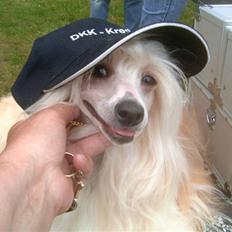 Chinese crested powder puff Caprioso Hong-Pai