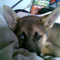 Blanding af racer Fister (Ny hvalp)