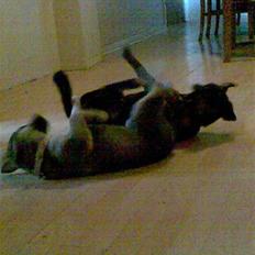 Blanding af racer Fister (Ny hvalp)