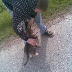 Blanding af racer Fister (Ny hvalp)