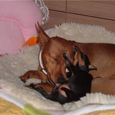 Dvaergpinscher Melua