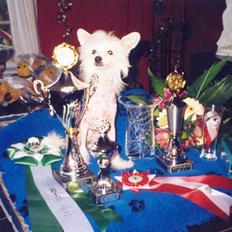 Chinese crested hårløs Caprioso Yang-Dee