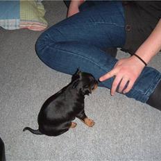 Dvaergpinscher Melua