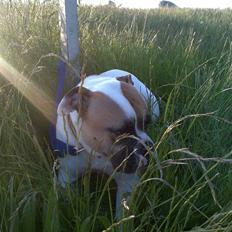 Amerikansk bulldog Charlos