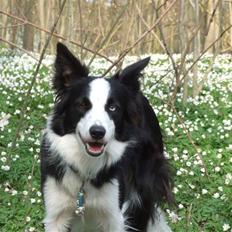 Border collie Succes