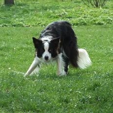 Border collie Succes