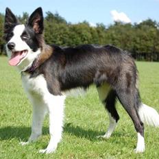 Border collie Succes