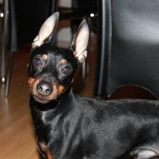 Dvaergpinscher Rødkildes Dakota