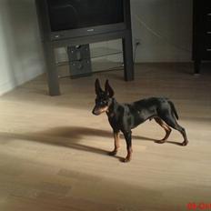 Dvaergpinscher Rødkildes Dakota