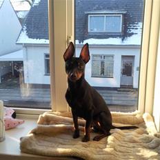 Dvaergpinscher Rødkildes Dakota