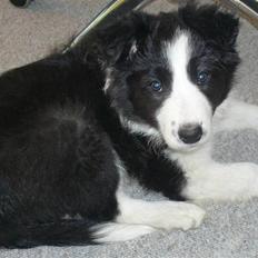 Border collie Lexi