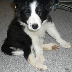 Border collie Lexi