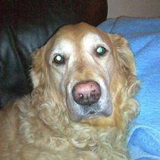 Golden retriever Chang