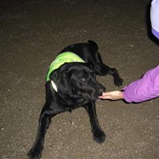 Blanding af racer Chili