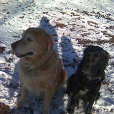 Blanding af racer Zita