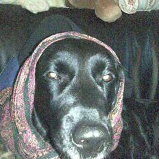 Blanding af racer Zita