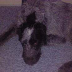 Ruhåret hønsehund riggi R.I.P