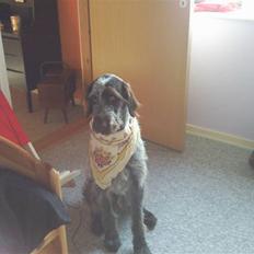 Ruhåret hønsehund riggi R.I.P