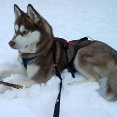 Siberian husky Lúa