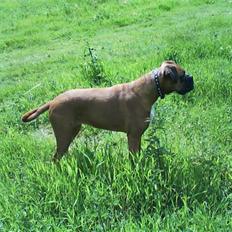 Boxer Chili 