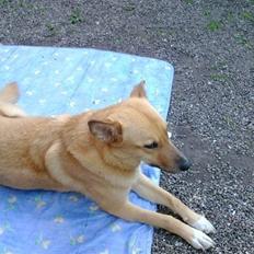 Blanding af racer Fiona