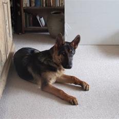 Schæferhund Sonto´s Vegas, død 140609