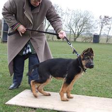 Schæferhund Sonto´s Vegas, død 140609