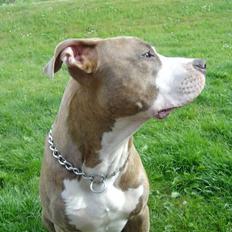 Amerikansk staffordshire terrier Tayson