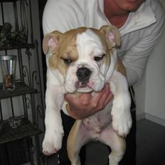 Engelsk bulldog Benji