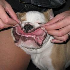 Engelsk bulldog Benji