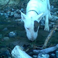 Bullterrier Kalle Kæphøj fik fred d.18.08.2011